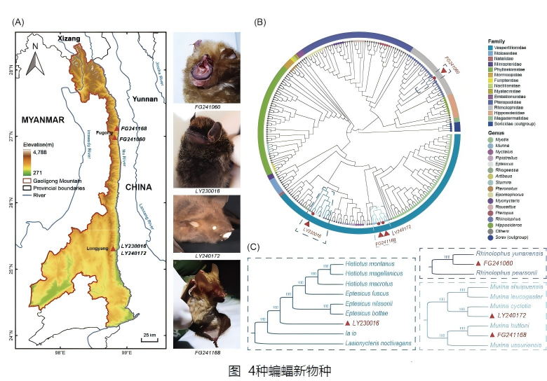 电子游戏app下载安装