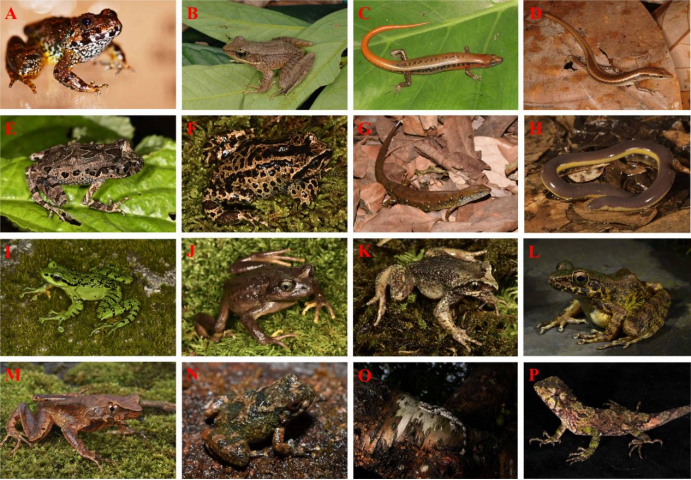 电子游戏app下载安装