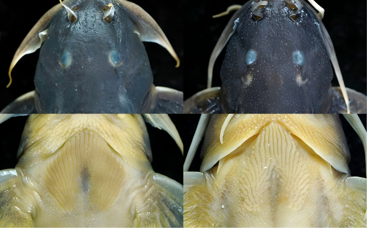 电子游戏app下载安装