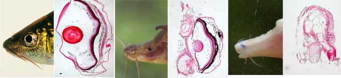 电子游戏app下载安装