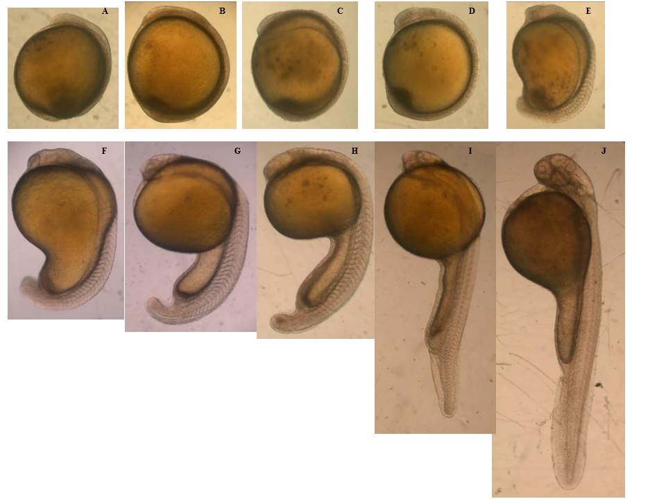 电子游戏app下载安装
