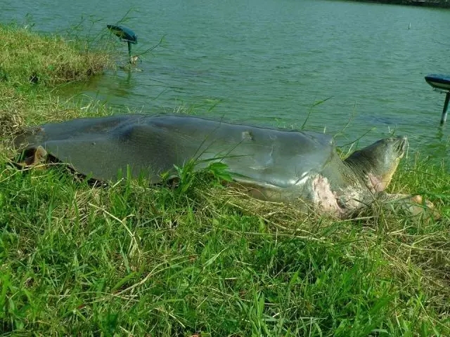 电子游戏app下载安装