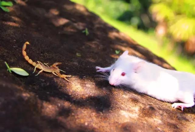 电子游戏app下载安装