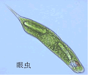 请使用鼠标滚轮缩放图片,点击图片可在新窗口打开 305×259