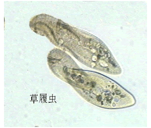 请使用鼠标滚轮缩放图片,点击图片可在新窗口打开 305×259