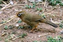 电子游戏app下载安装