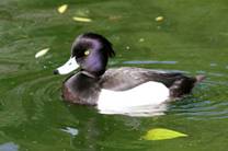 电子游戏app下载安装