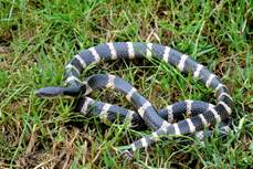 电子游戏app下载安装