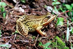 电子游戏app下载安装