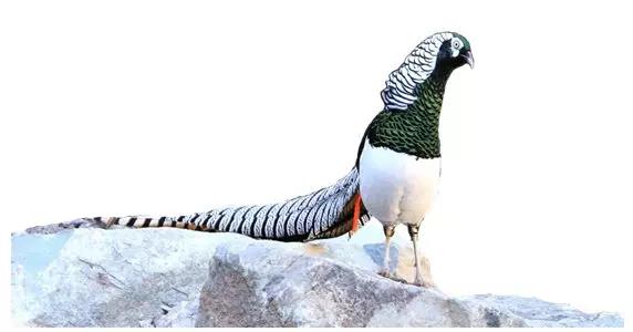 电子游戏app下载安装