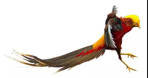 电子游戏app下载安装