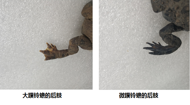 电子游戏app下载安装