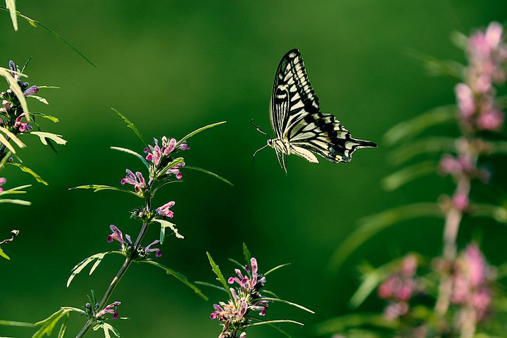 电子游戏app下载安装