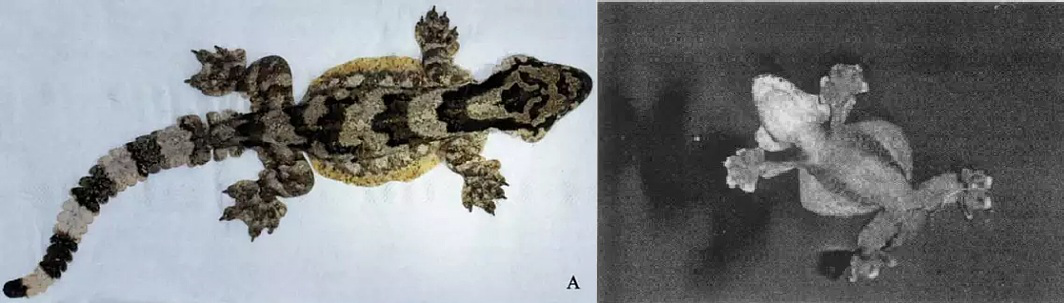 电子游戏app下载安装