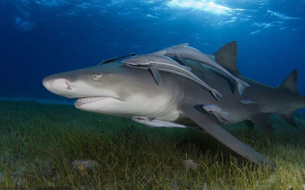 电子游戏app下载安装