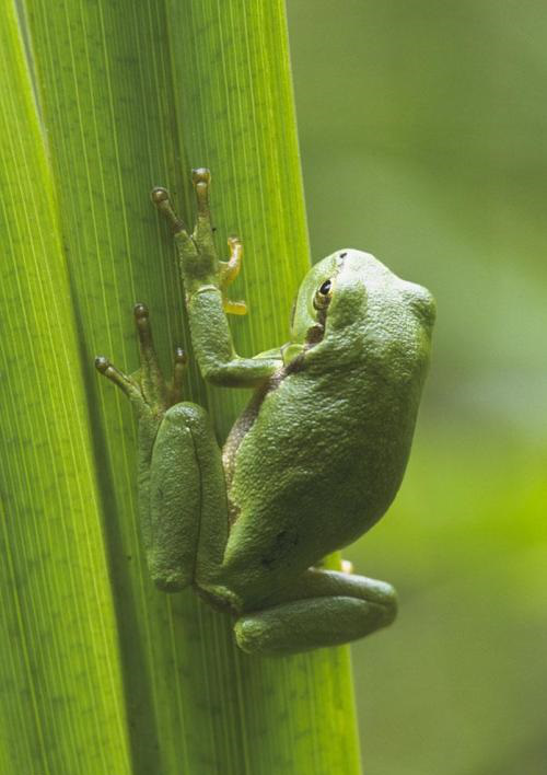 电子游戏app下载安装