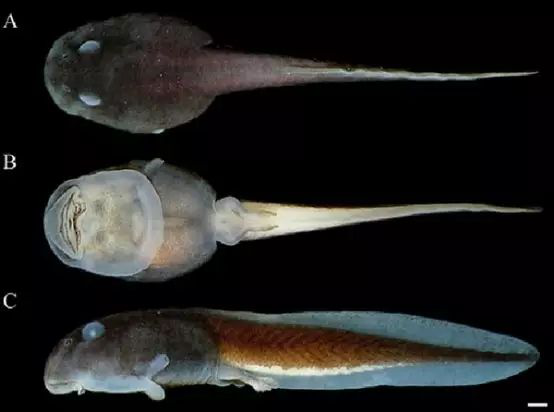 电子游戏app下载安装