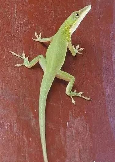 电子游戏app下载安装