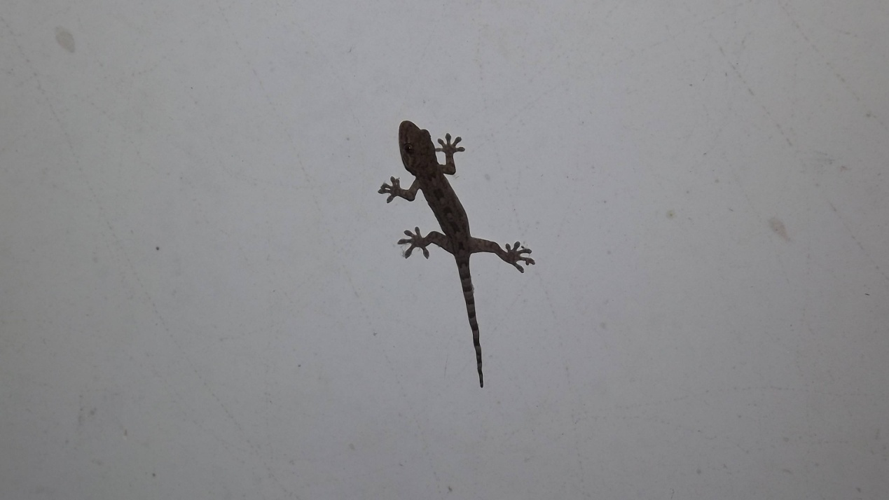 电子游戏app下载安装