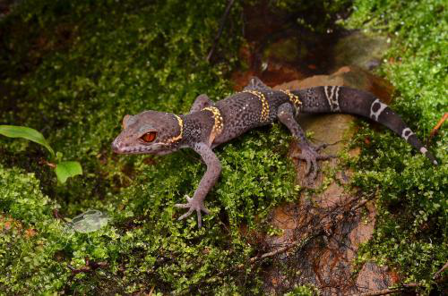 电子游戏app下载安装