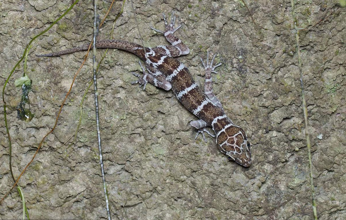 电子游戏app下载安装