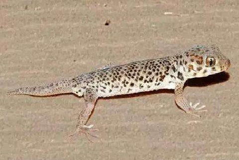 电子游戏app下载安装