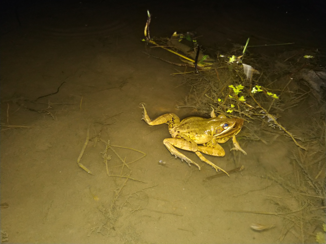 电子游戏app下载安装