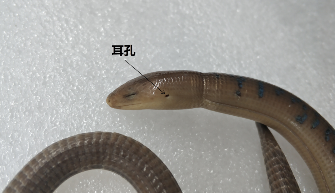 电子游戏app下载安装