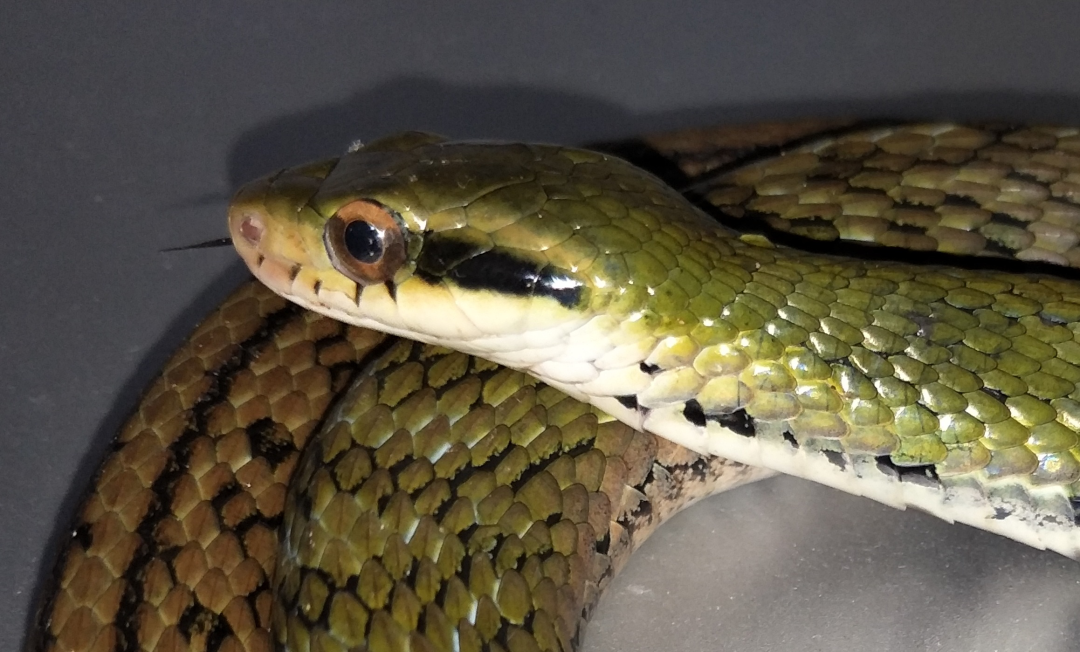 电子游戏app下载安装