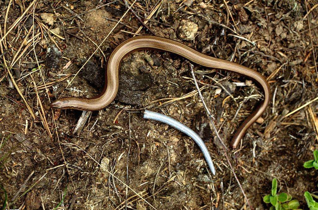 电子游戏app下载安装