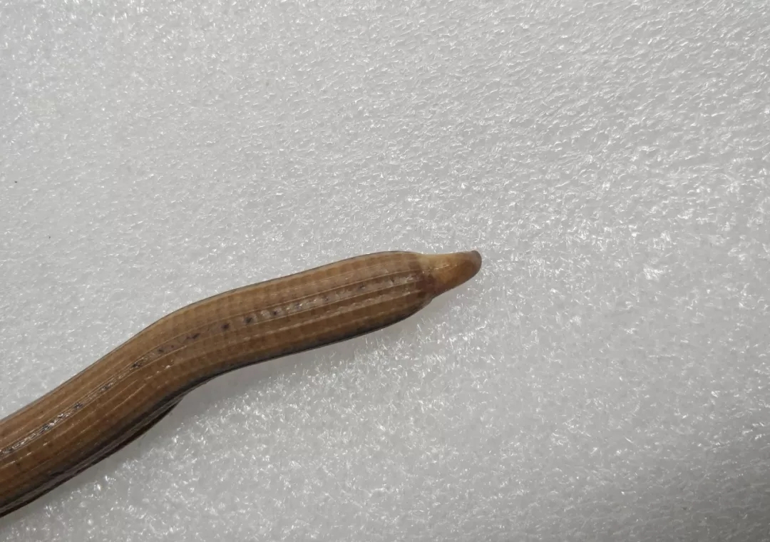 电子游戏app下载安装