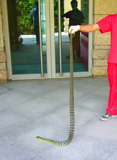 电子游戏app下载安装