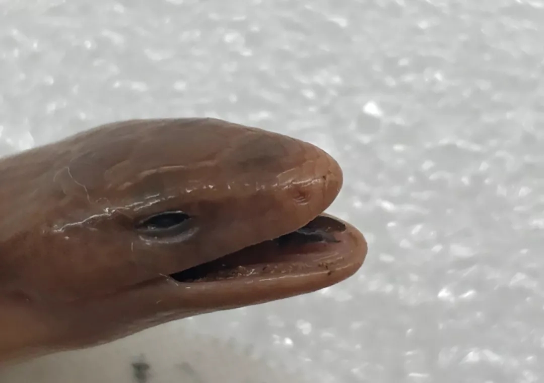 电子游戏app下载安装