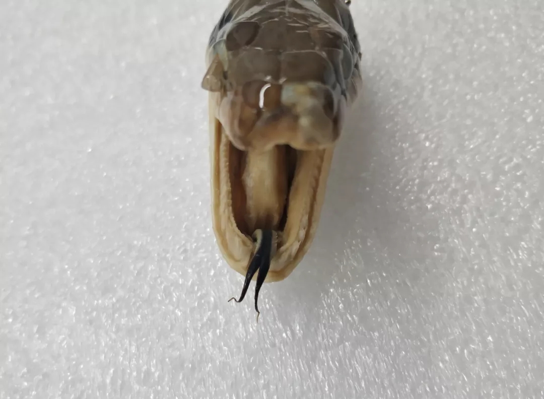 电子游戏app下载安装