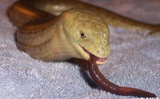 电子游戏app下载安装