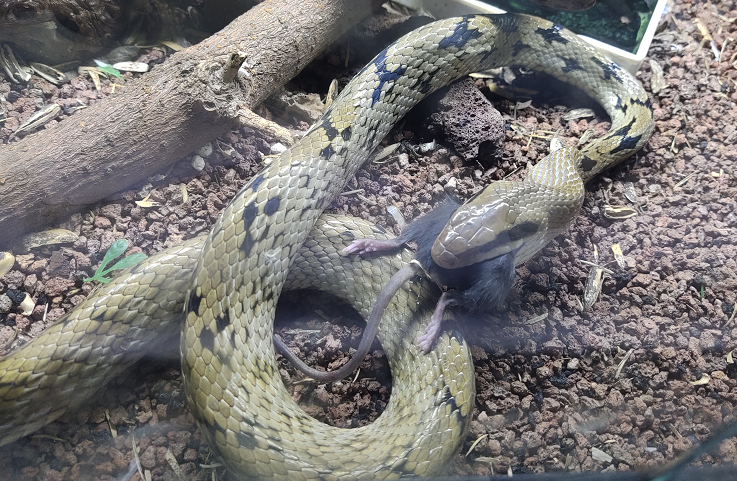 电子游戏app下载安装