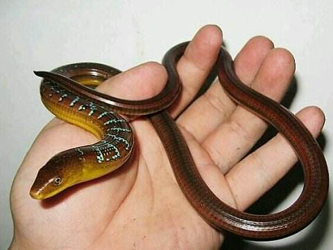 电子游戏app下载安装