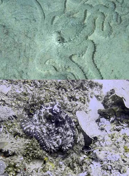 电子游戏app下载安装