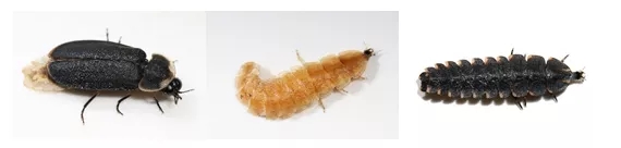 电子游戏app下载安装