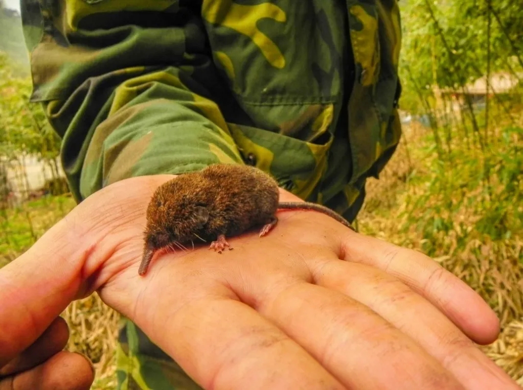 电子游戏app下载安装