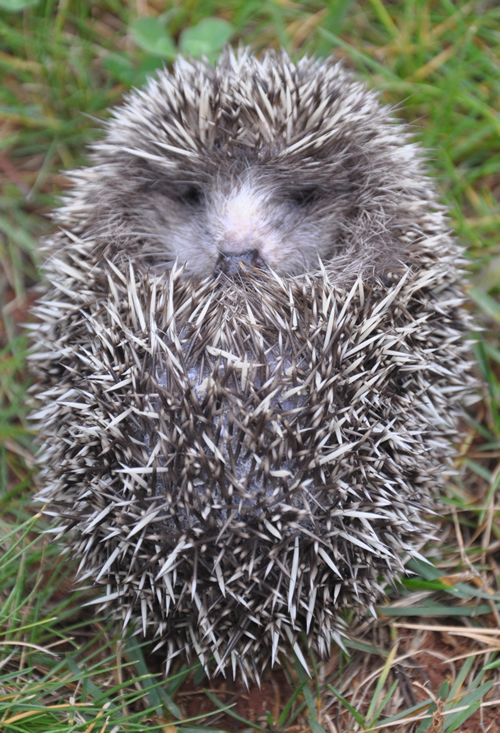 电子游戏app下载安装