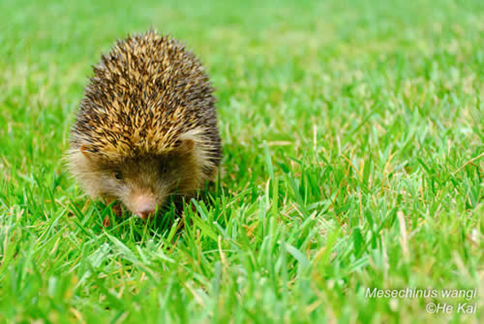 电子游戏app下载安装