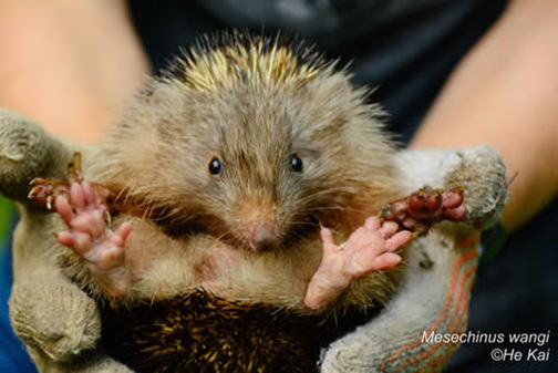 电子游戏app下载安装