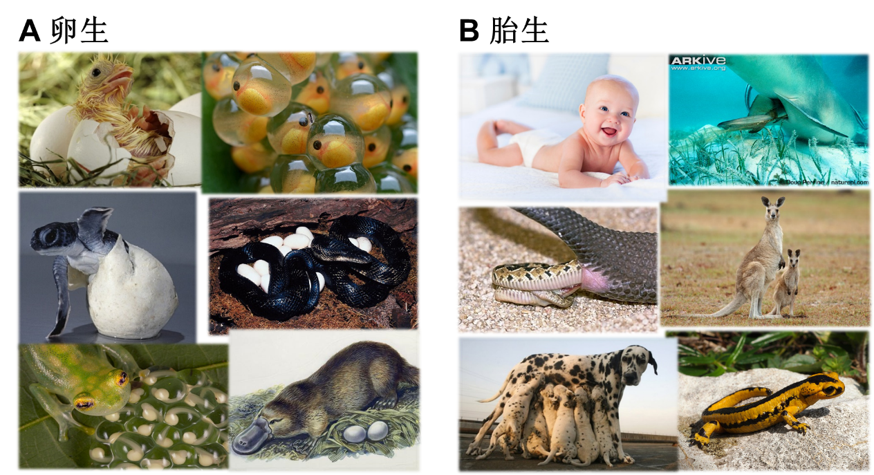 电子游戏app下载安装