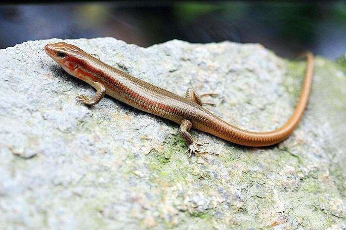 电子游戏app下载安装