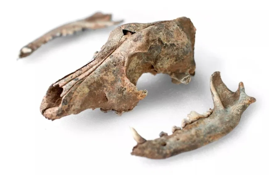 电子游戏app下载安装