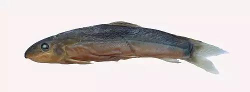 电子游戏app下载安装