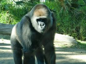 电子游戏app下载安装