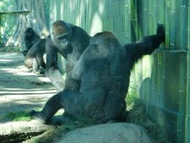 电子游戏app下载安装