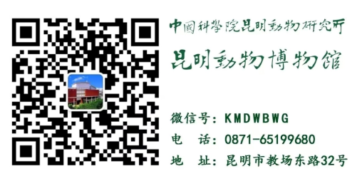 电子游戏app下载安装